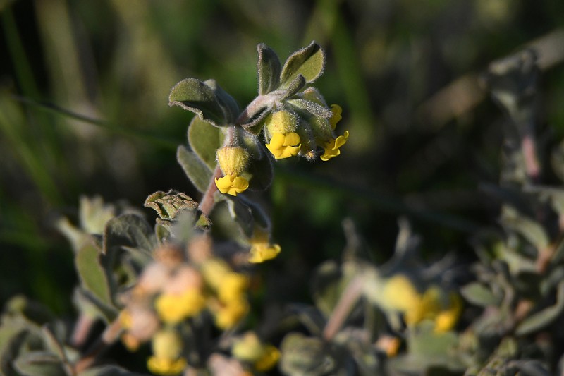 Hermannia mucronulata photo 2