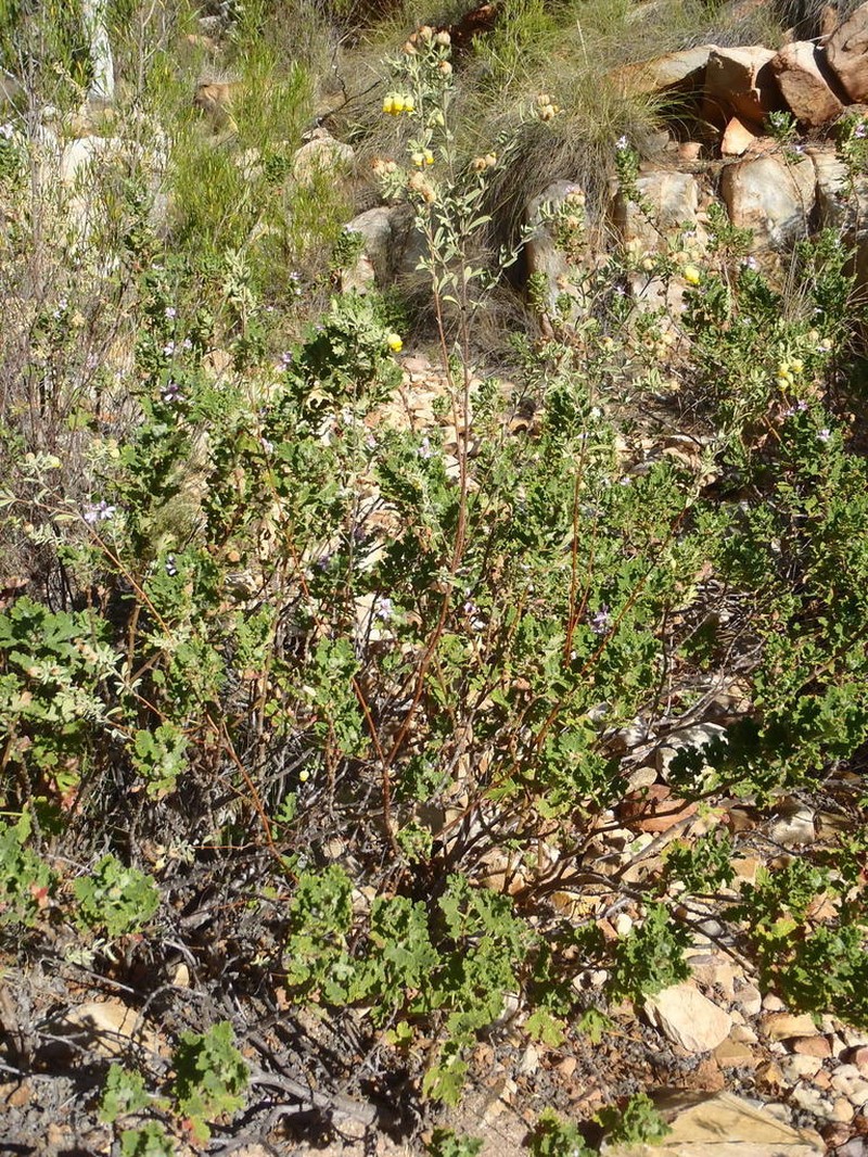 Hermannia mucronulata photo 3