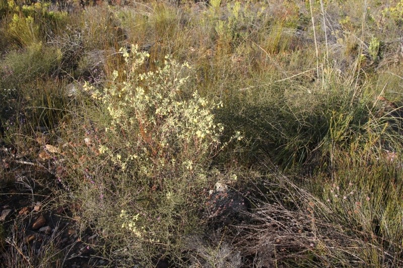 Hermannia mucronulata photo 5