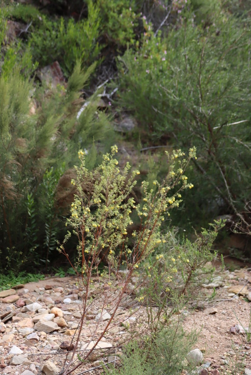 Hermannia mucronulata photo 7