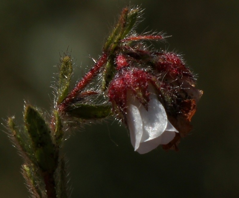 Hermannia muirii