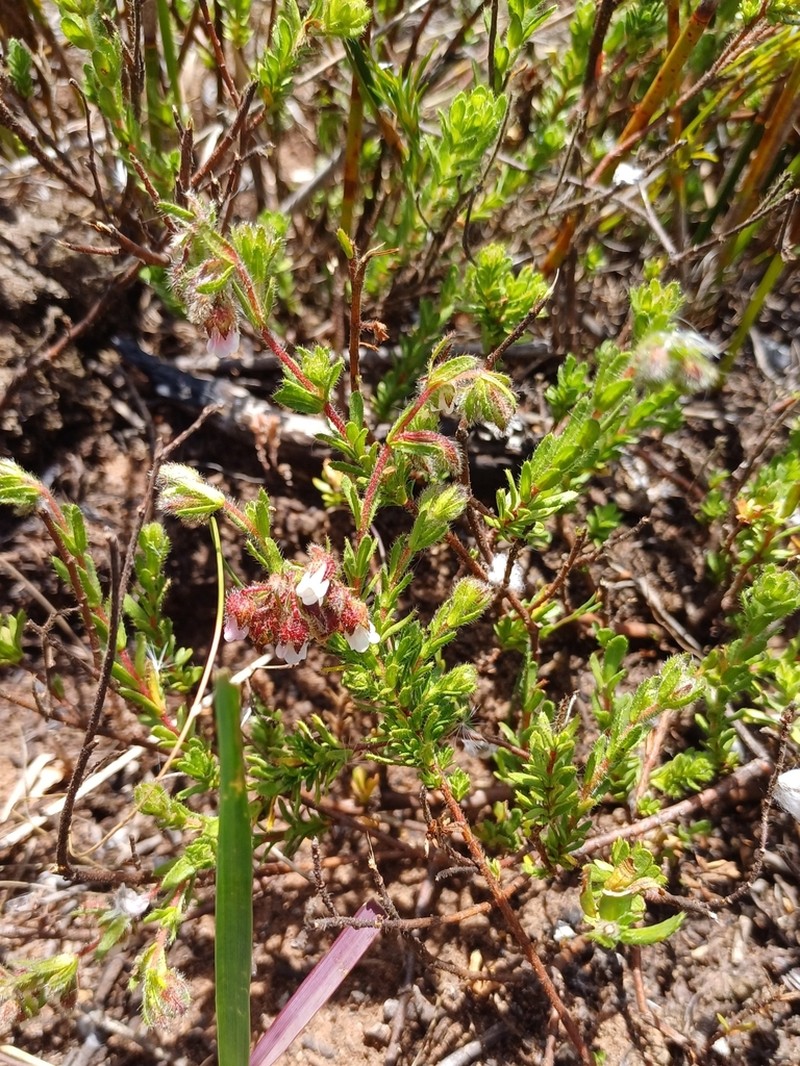 Hermannia muirii photo 2
