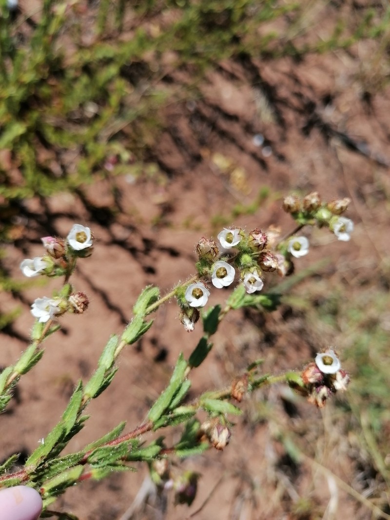 Hermannia muirii photo 3