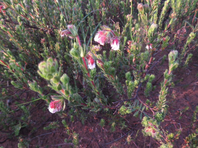 Hermannia muirii photo 4