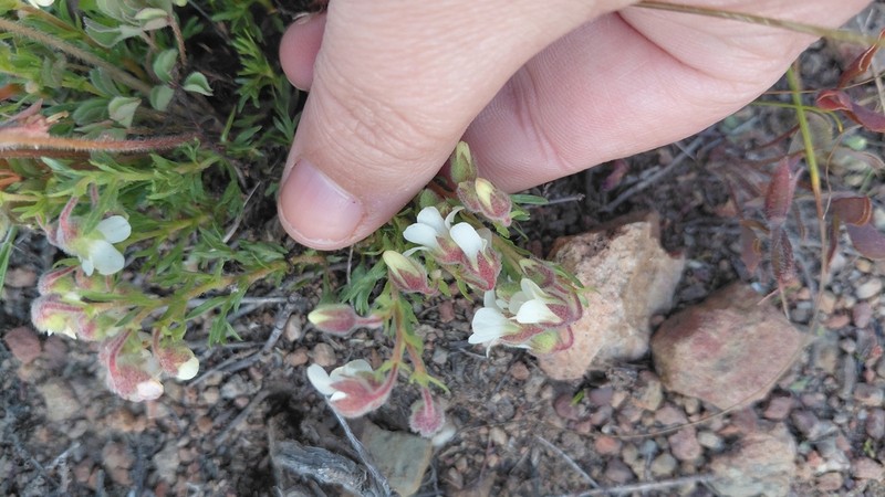 Hermannia muirii photo 5