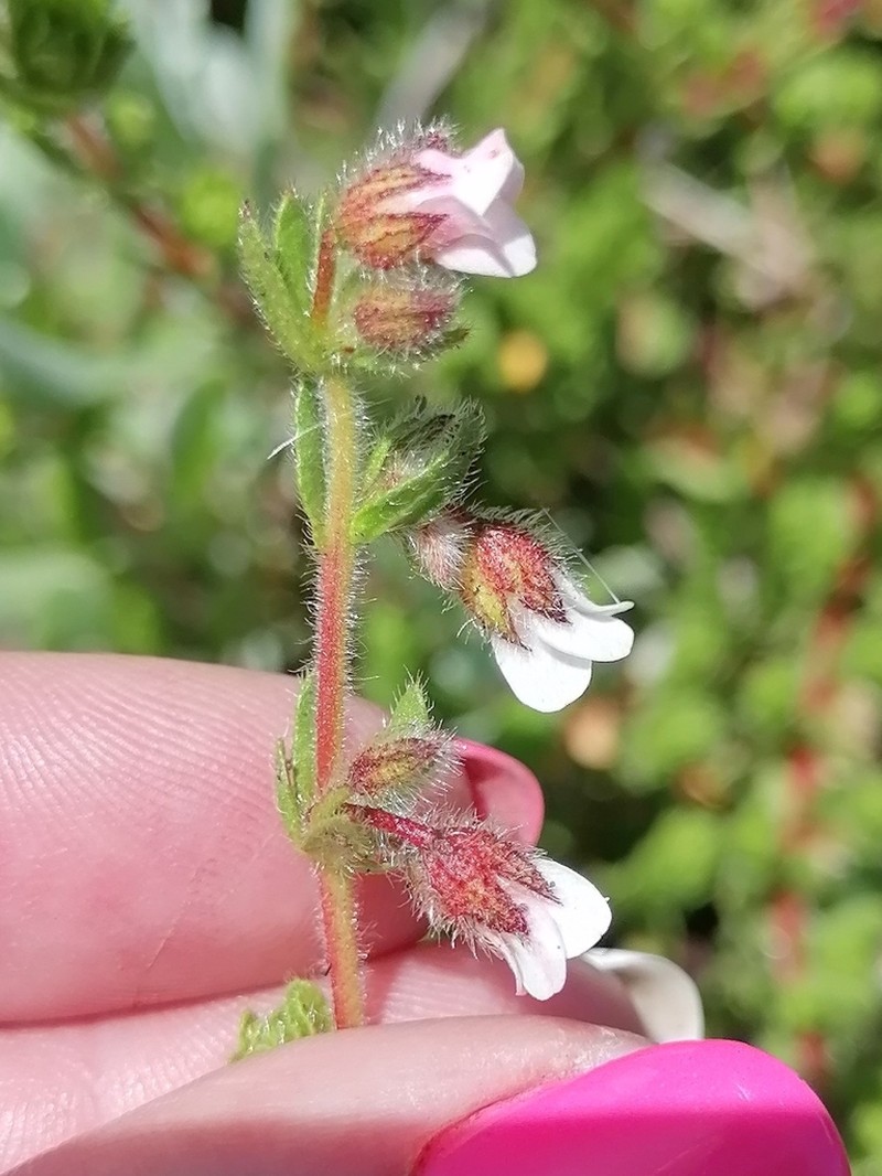 Hermannia muirii photo 6