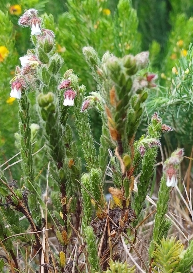Hermannia muirii photo 7