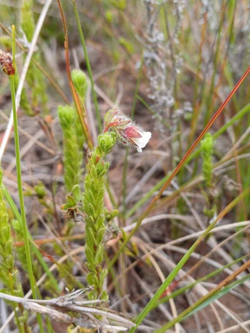 Hermannia muirii photo 8
