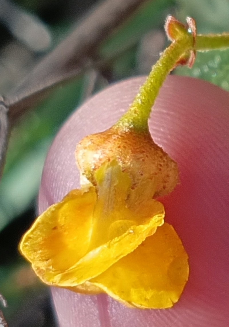 Hermannia multiflora