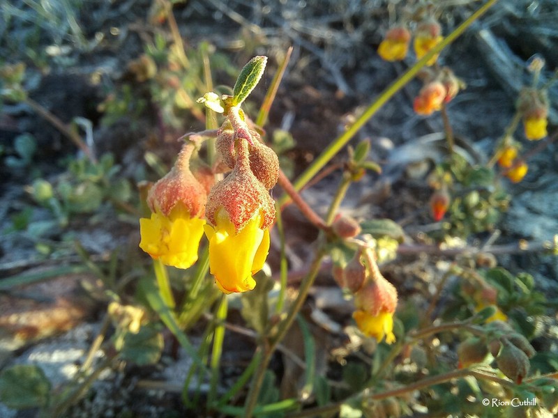 Hermannia multiflora photo 2