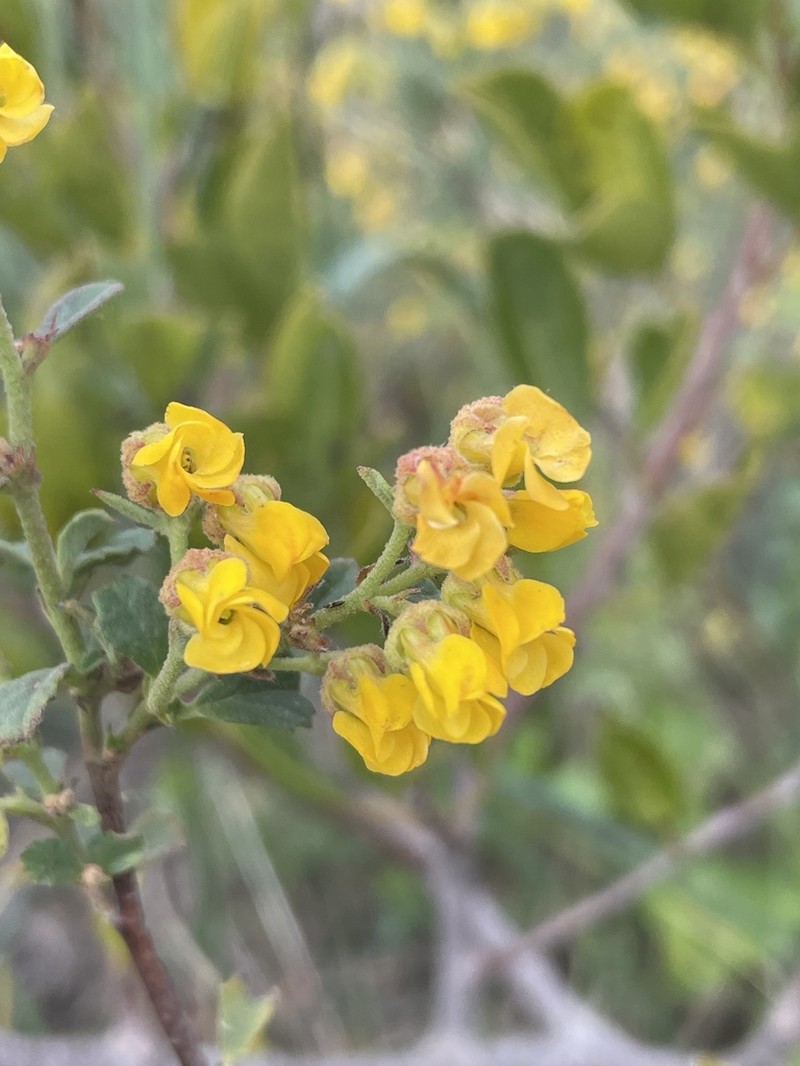 Hermannia multiflora photo 3