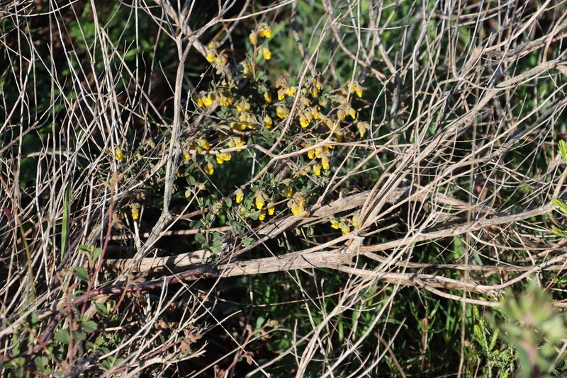 Hermannia multiflora photo 4