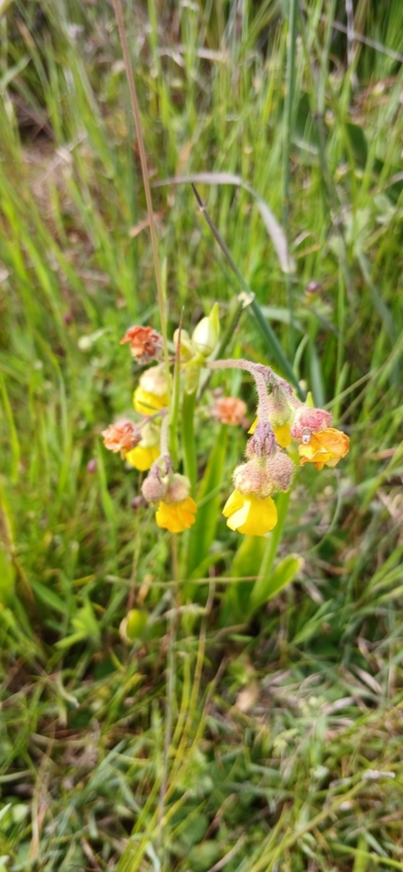 Hermannia multiflora photo 5