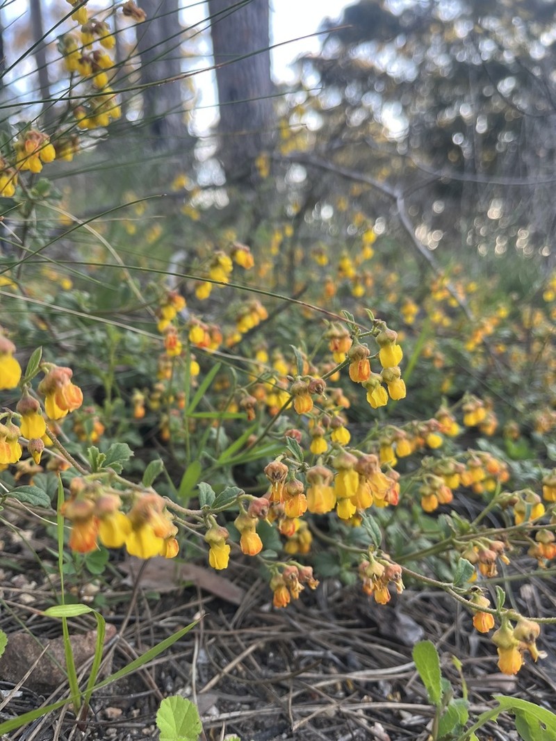 Hermannia multiflora photo 6