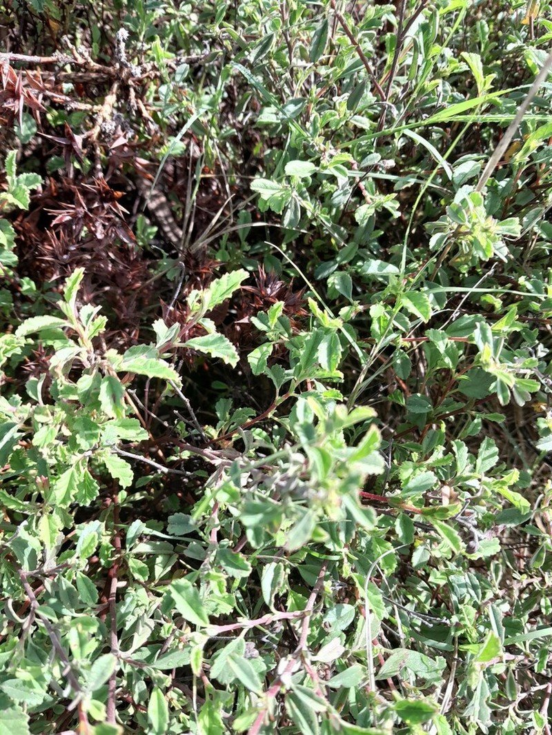 Hermannia multiflora photo 8