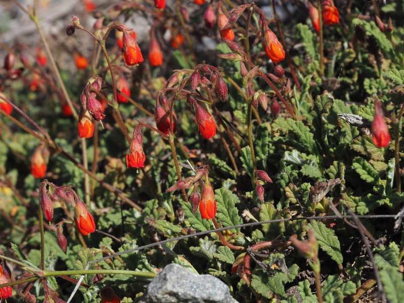 Hermannia muricata
