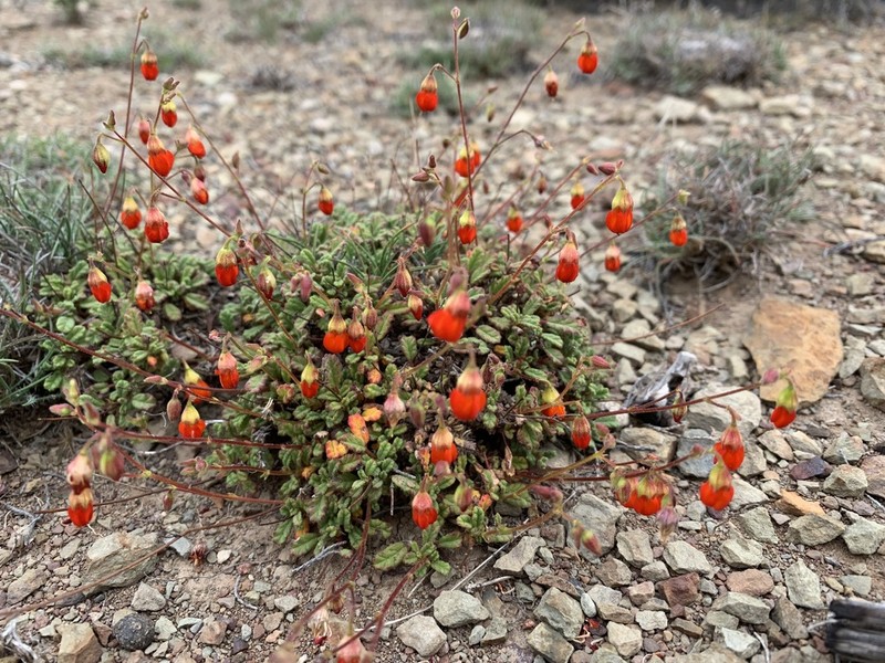 Hermannia muricata photo 2