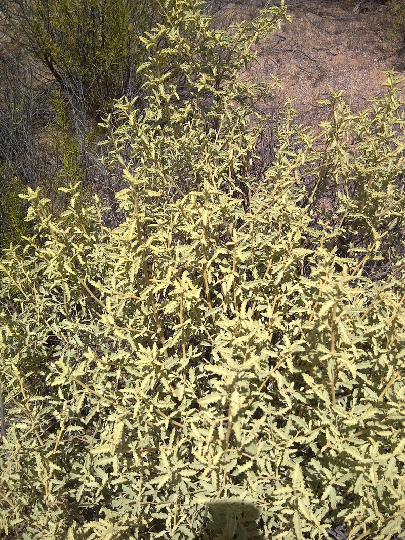 Hermannia muricata photo 3