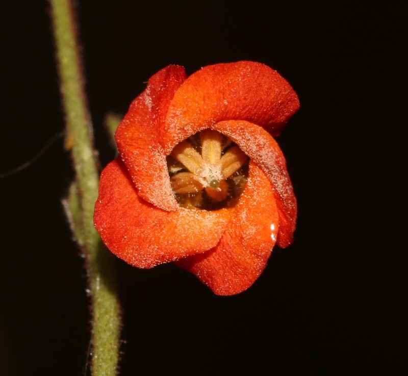 Hermannia muricata photo 4