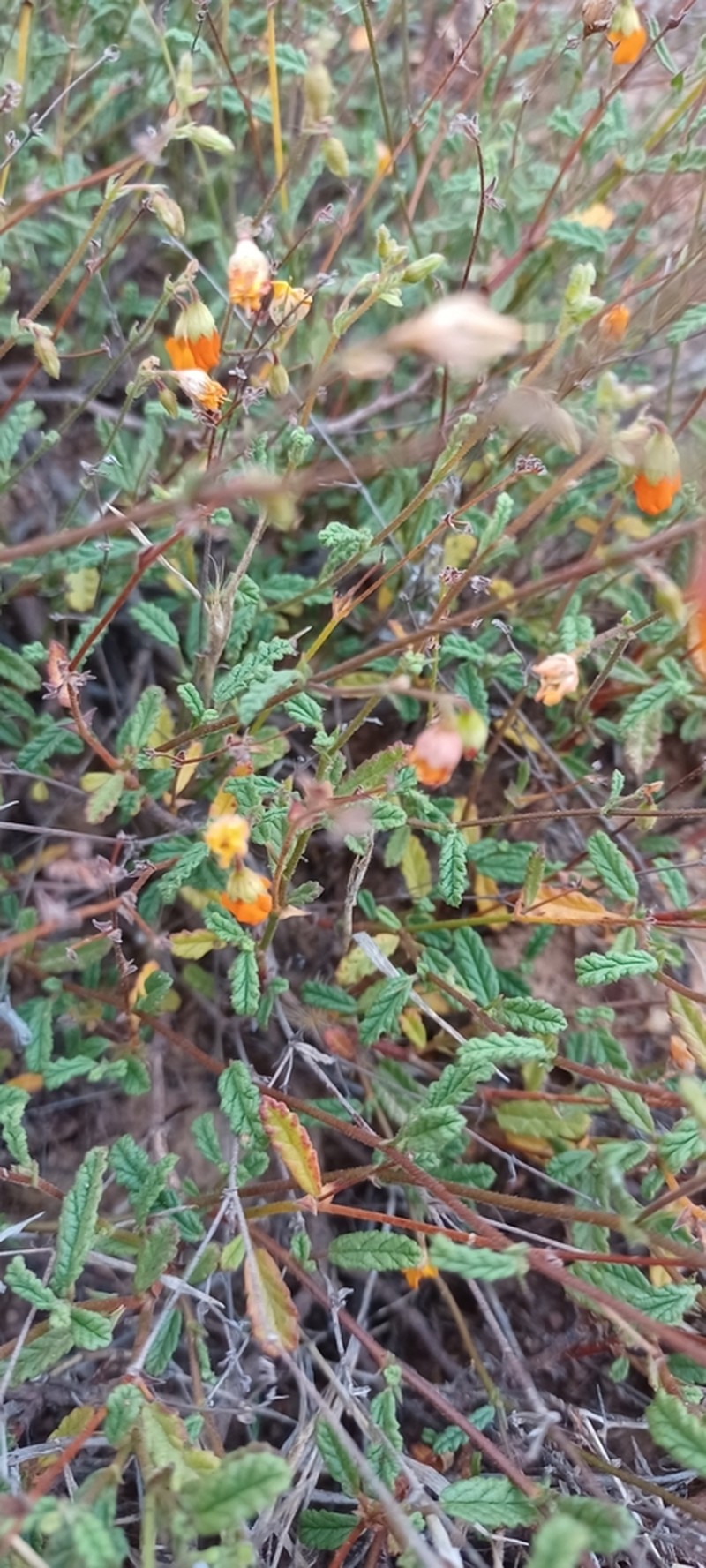 Hermannia muricata photo 6