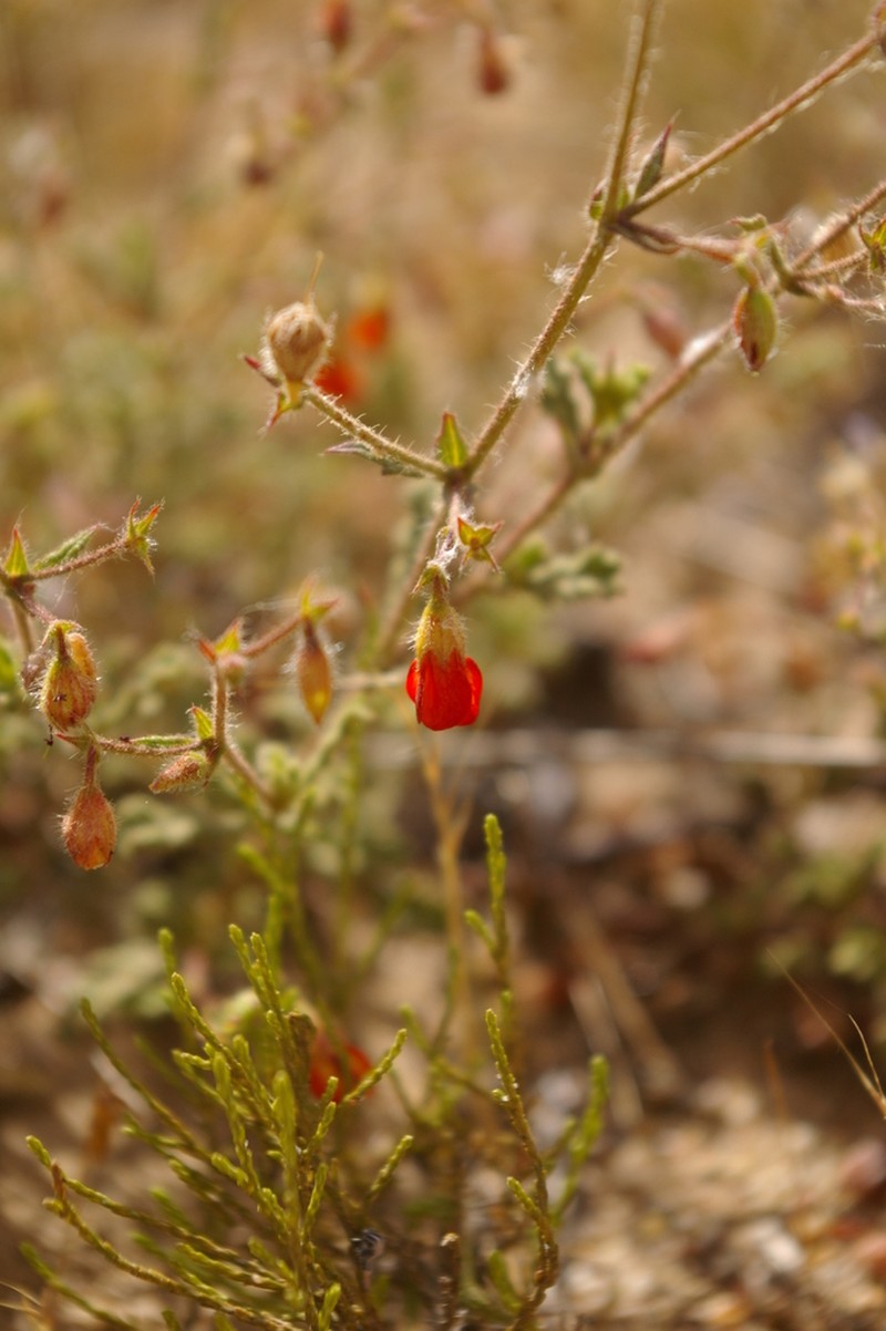 Hermannia muricata photo 7
