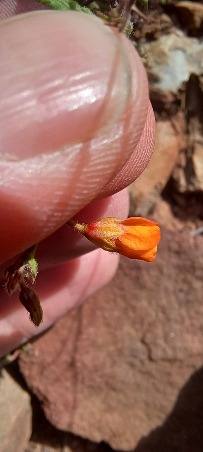 Hermannia muricata photo 8