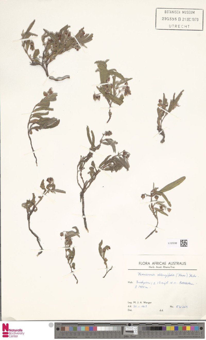 Hermannia oblongifolia