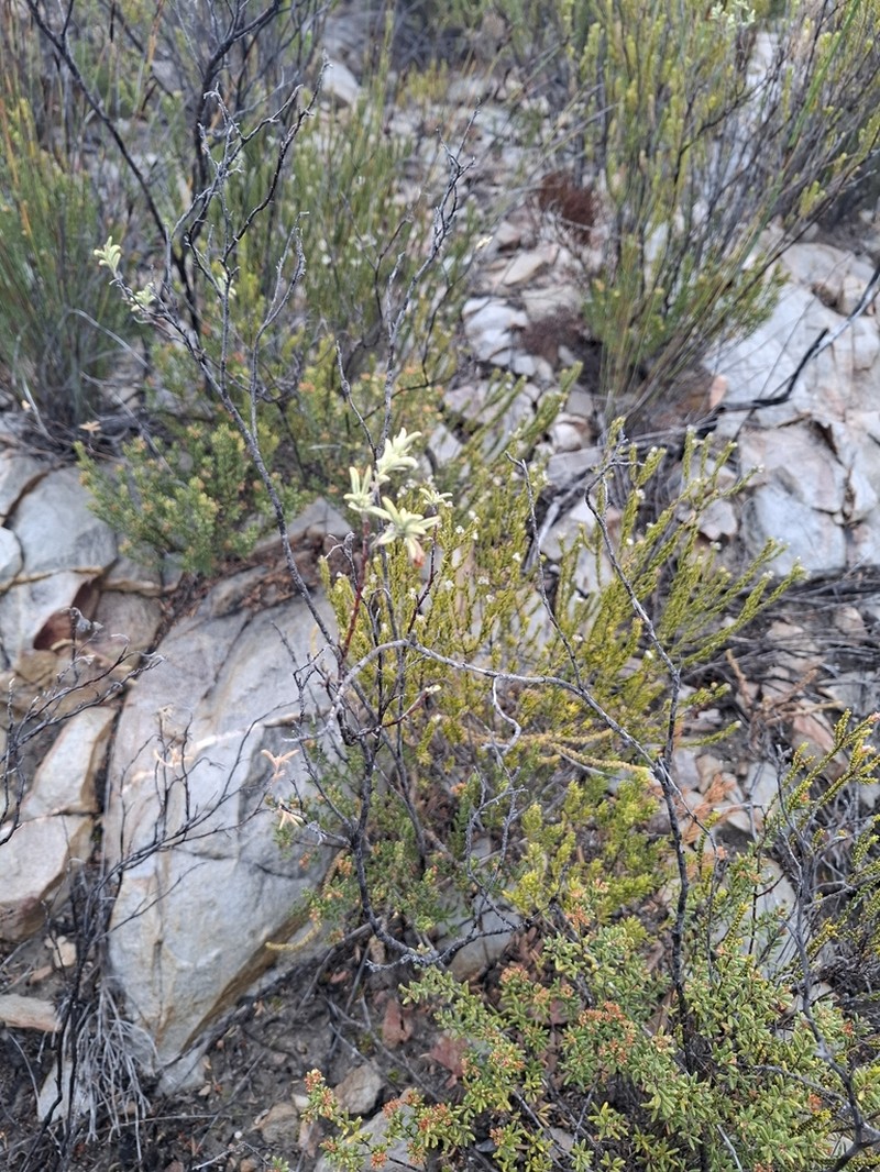 Hermannia odorata