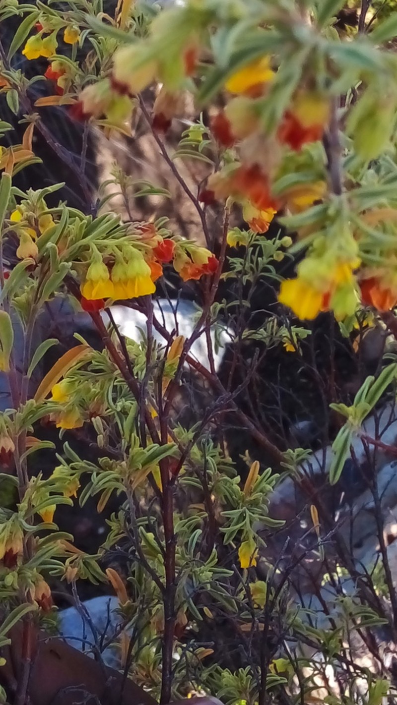 Hermannia odorata photo 2