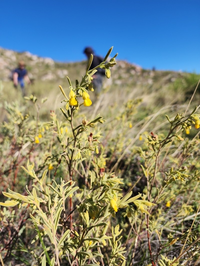 Hermannia odorata photo 3