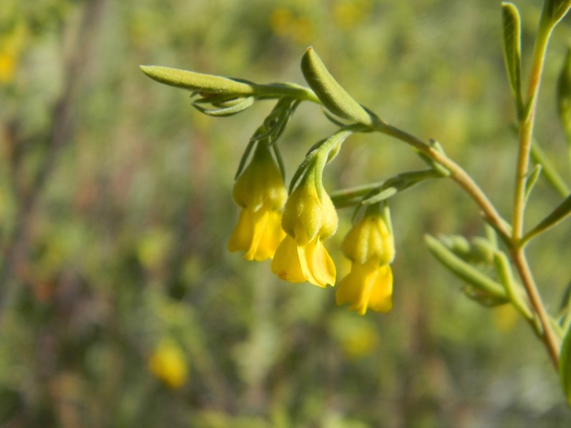 Hermannia odorata photo 4