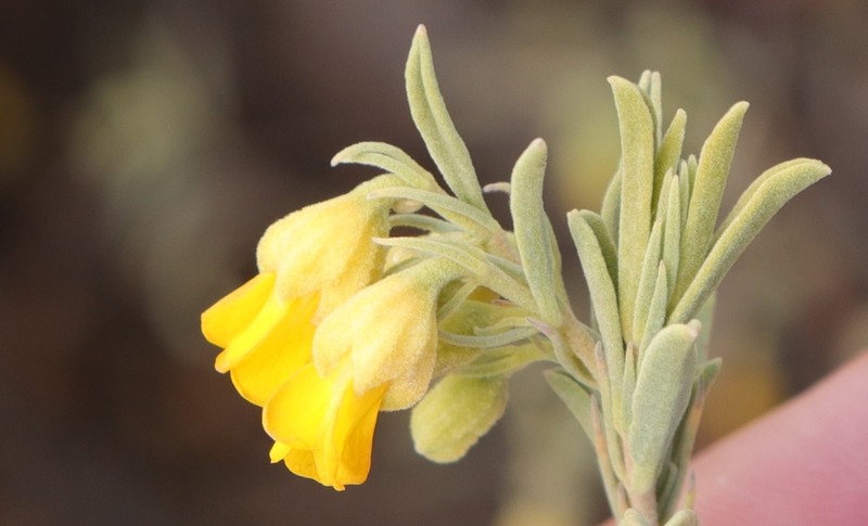Hermannia odorata photo 5