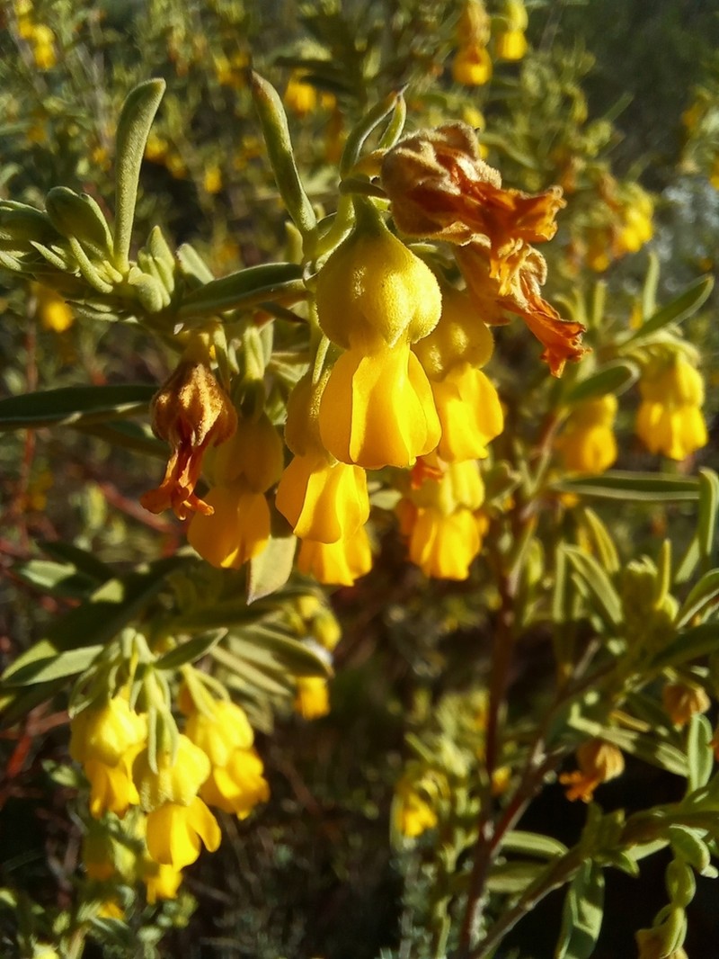 Hermannia odorata photo 6