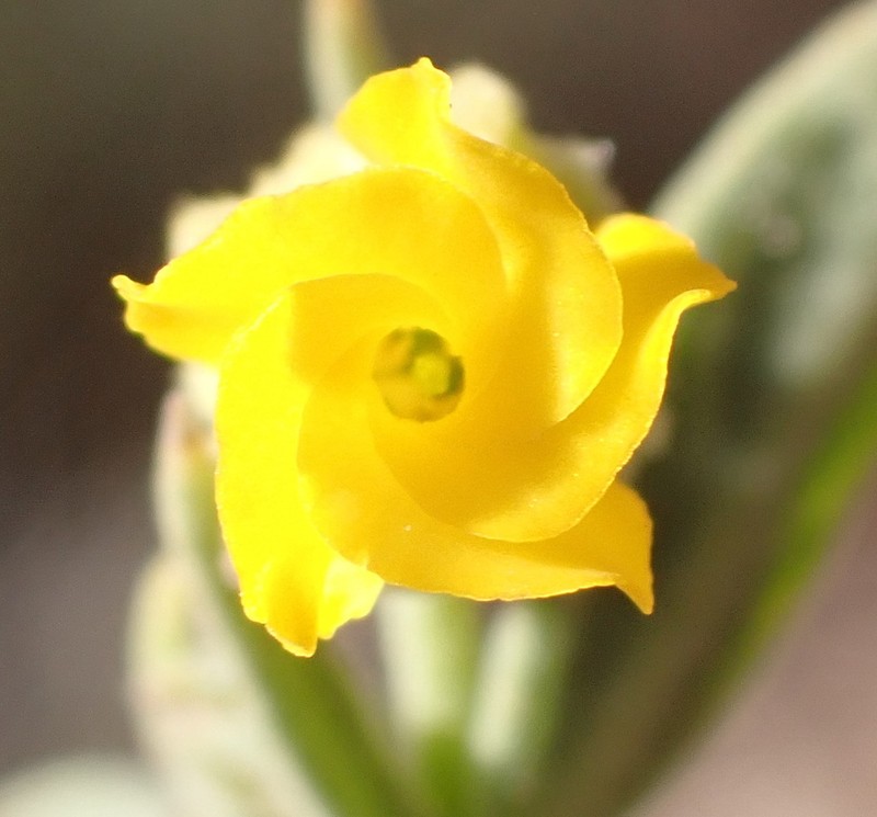 Hermannia odorata photo 7