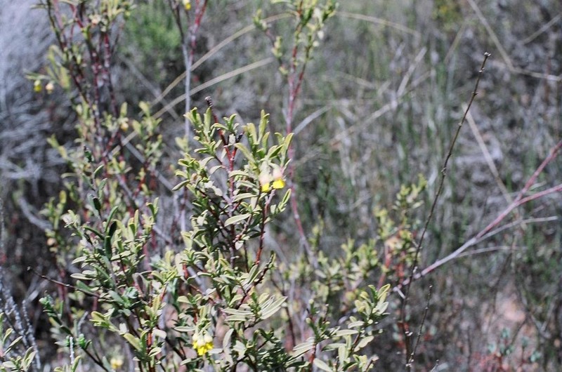 Hermannia odorata photo 8