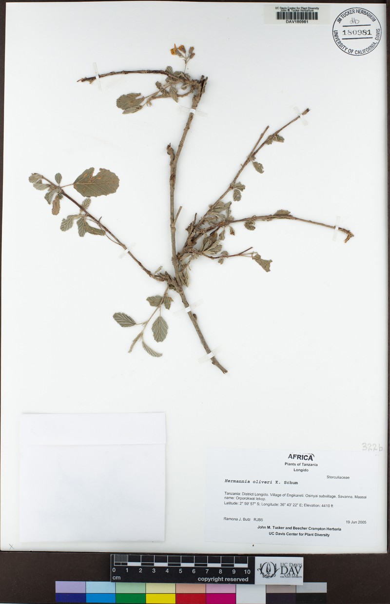 Hermannia oliveri