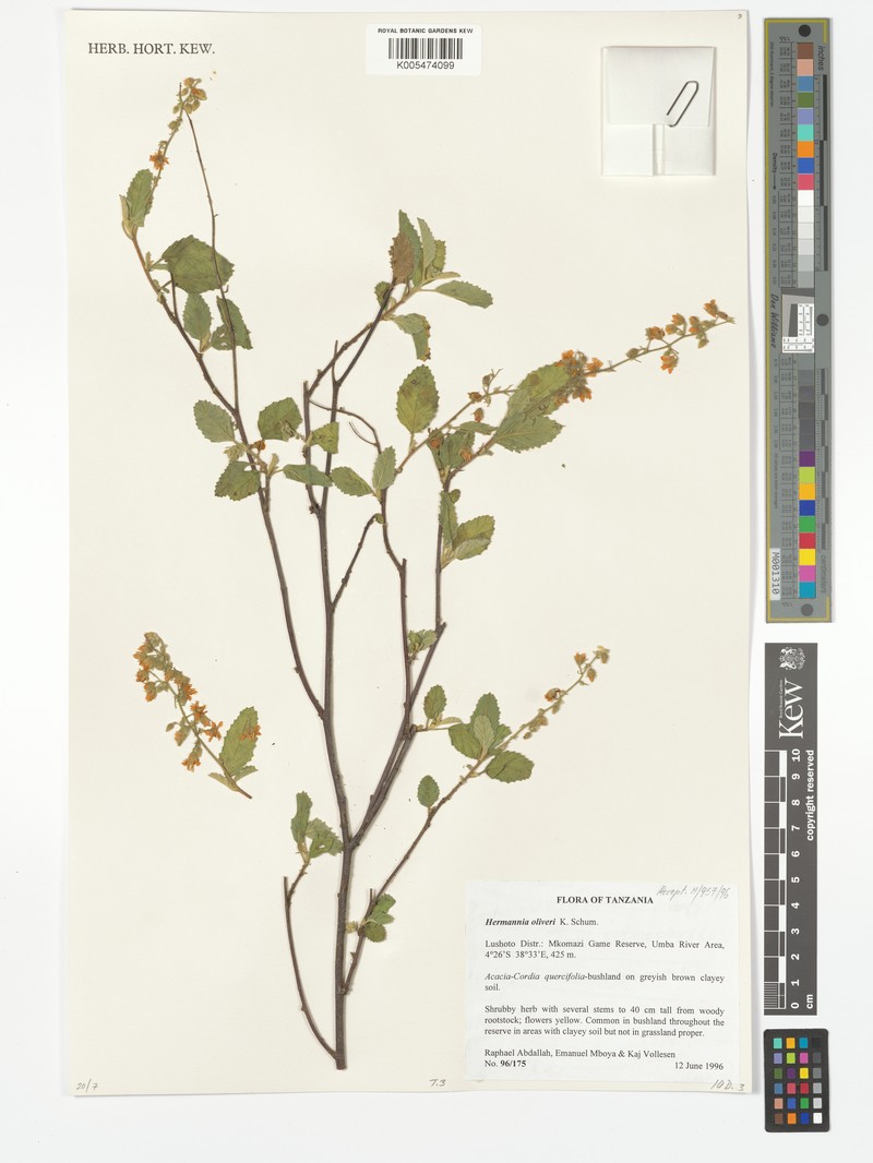 Hermannia oliveri photo 2