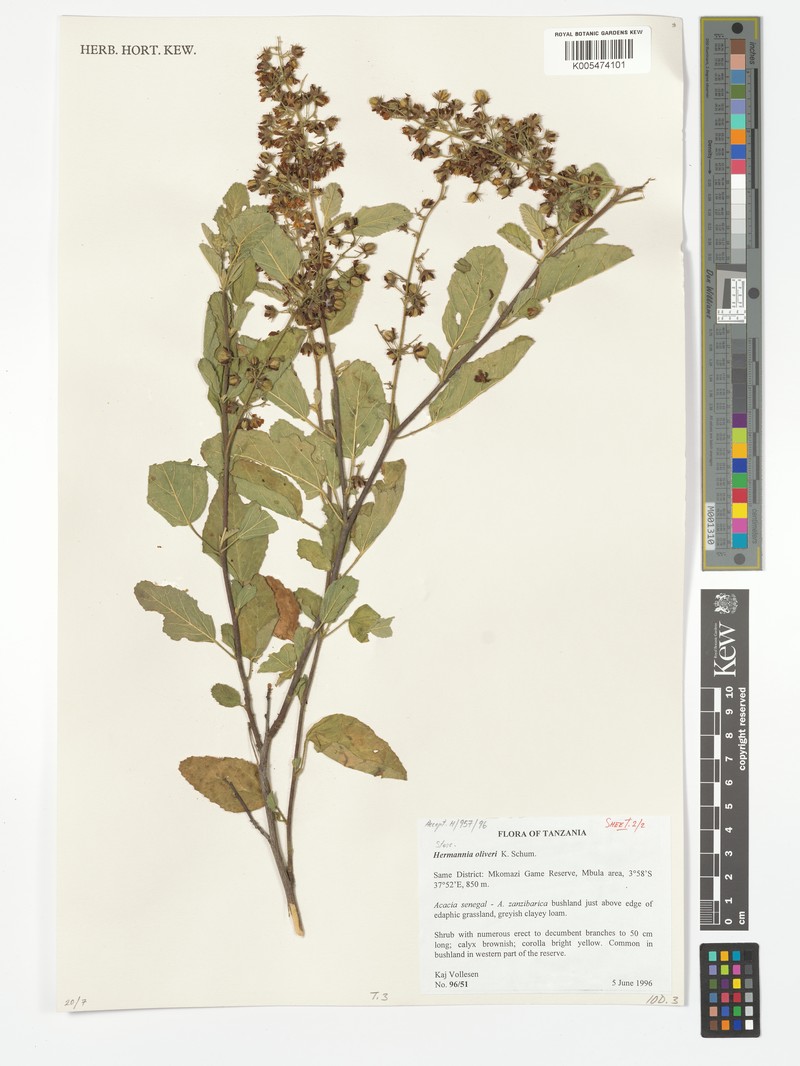 Hermannia oliveri photo 3