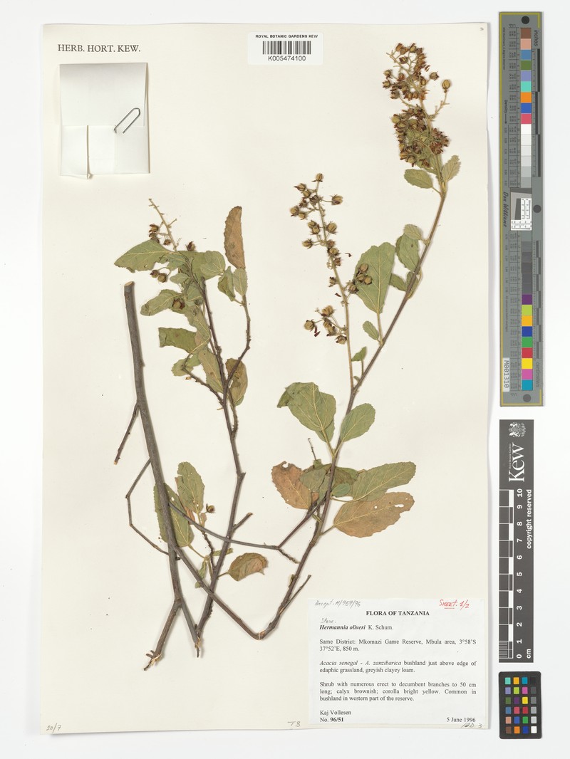 Hermannia oliveri photo 4