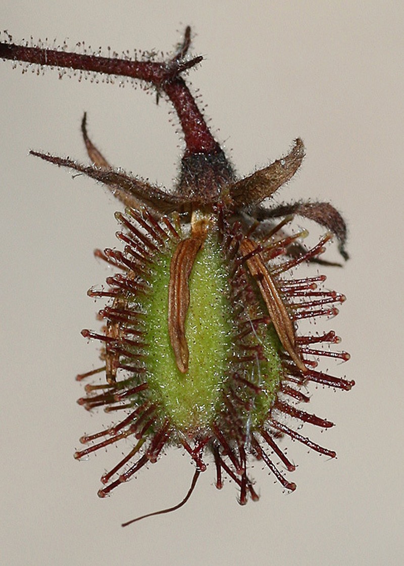 Hermannia palmeri