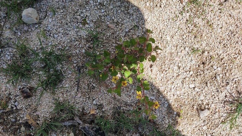 Hermannia palmeri photo 2