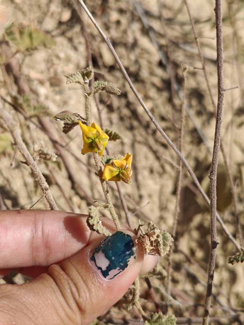 Hermannia palmeri photo 5