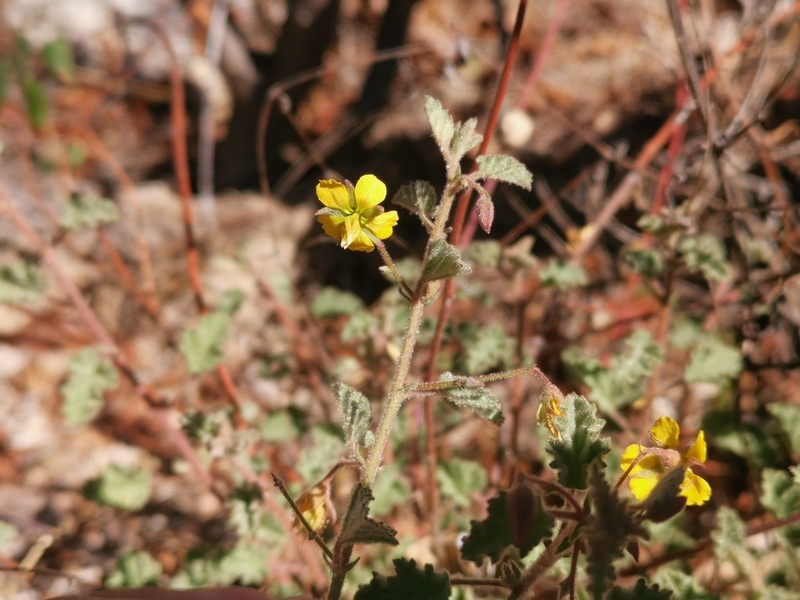 Hermannia palmeri photo 6