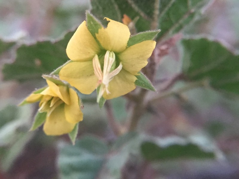Hermannia palmeri photo 8