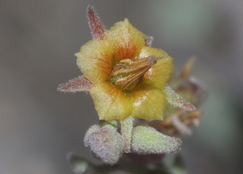 Hermannia paniculata