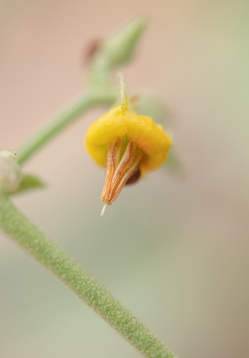 Hermannia paniculata photo 3