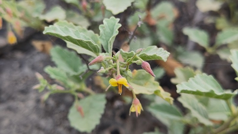 Hermannia paniculata photo 4