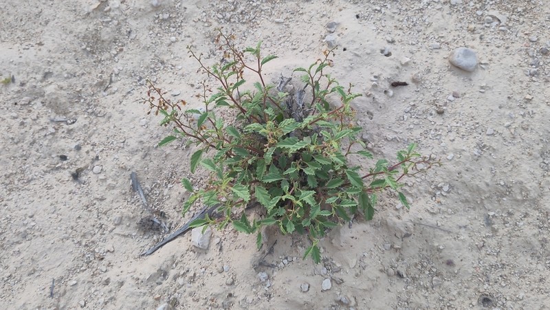 Hermannia paniculata photo 5