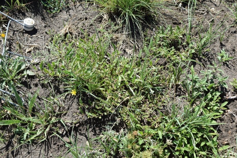 Hermannia parviflora