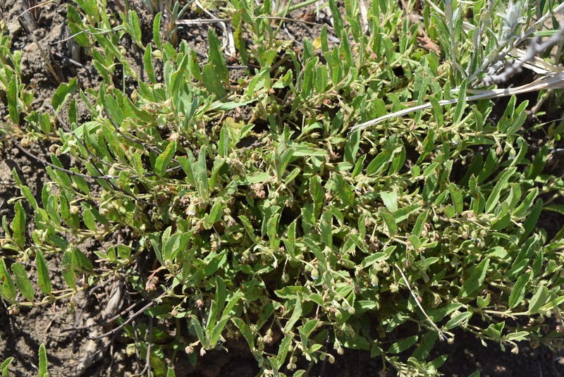 Hermannia parviflora photo 3